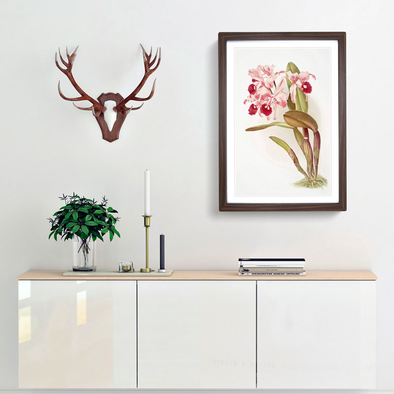 Magnolia Flowers Illustration Tab. 12 by Frederick Sander - Picture Frame Painting Print, Walnut, 76cm H x 50cm W x 2cm D