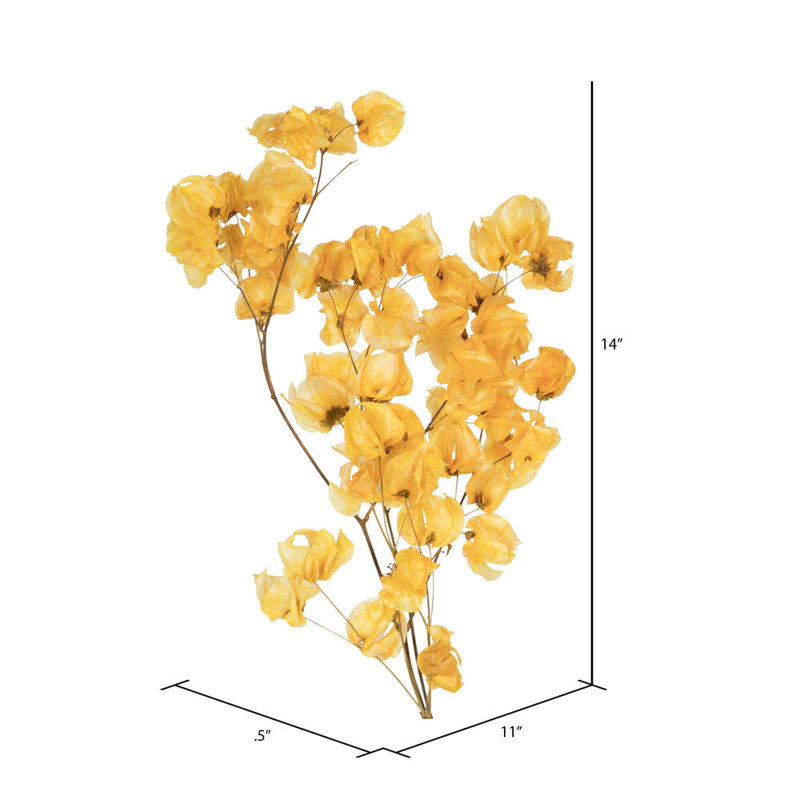 Preserved Cara Blossom Arrangement, Gold