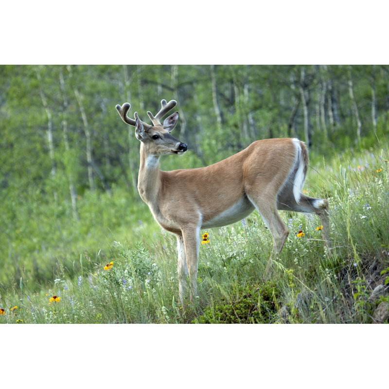 Cerf à queue blanche par Milehightraveler, H 20 po x l 30 po