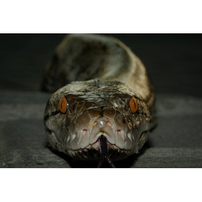 Reticulated Python Head, Front View - Wrapped Canvas Print