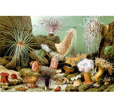 https://assets.wfcdn.com/im/00531322/resize-h380-w380%5Ecompr-r70/2391/23916699/Sea+Anemones+by+Giacomo+Merculiano+Print.jpg