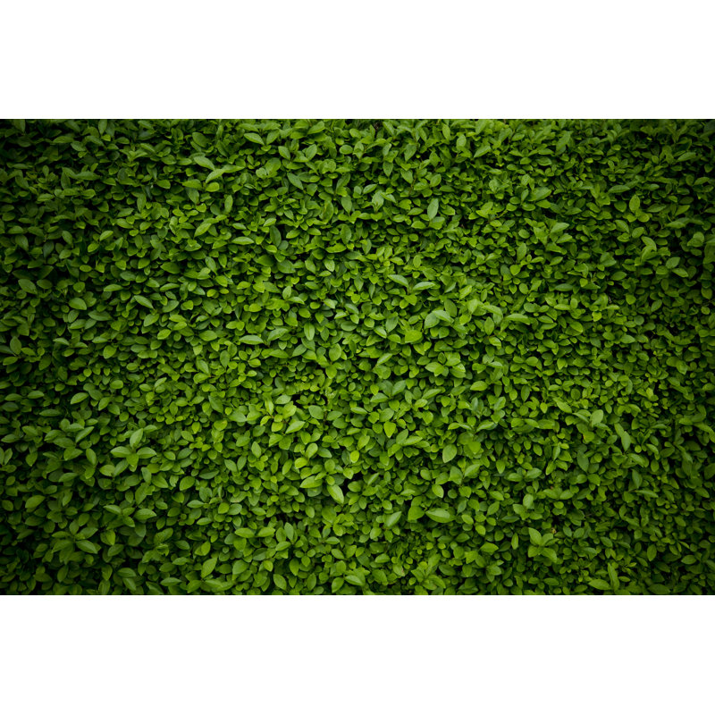 Small Green Leaves by Rouzes, 24" H x 36" W