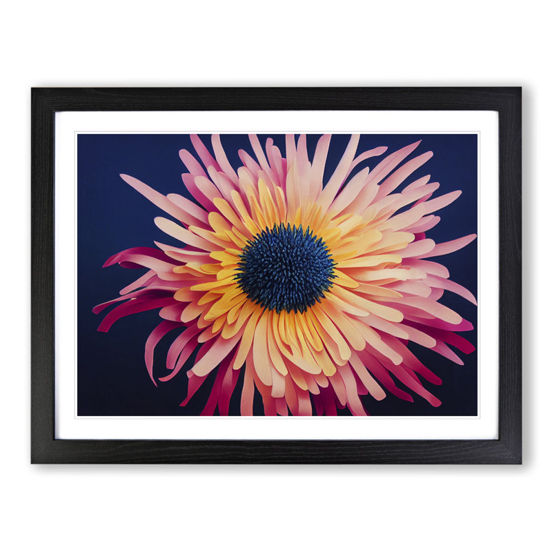 Unusual Chrysanthemum Flower - Framed Print, Black, 46cm H x 64cm W x 2cm D