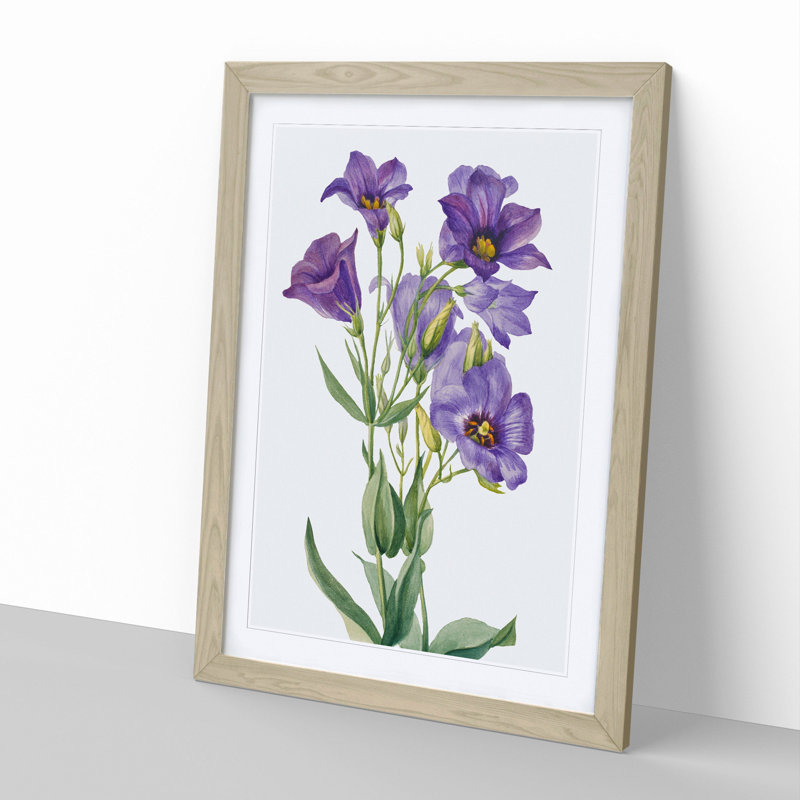 Eustoma Russelianum by Mary Vaux Walcott - Picture Frame Painting, 36cm H x 27cm W x 2cm D, Oak Framed