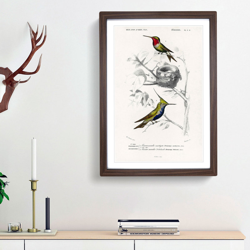 Bird Illustrations PL. 5D by Charles D' Orbigny - Single Picture Frame Painting, 45cm H x 33cm W x 2cm D, Walnut Framed