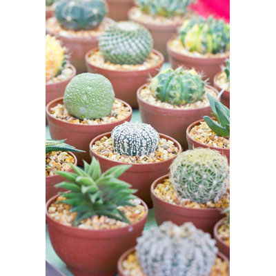 Small Cactus Plant by Zygotehasnobrain - Wrapped Canvas Print