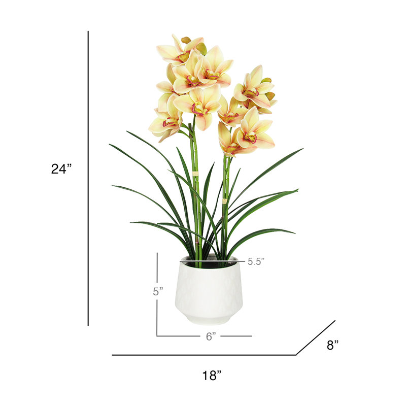 Orchids Arrangement in Pot