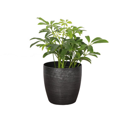 Live Arboricola Plant in Classic Pot
