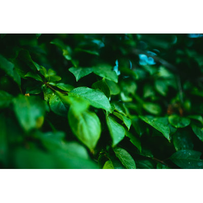 Fresh Green Leaves by Themacx