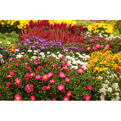 Parterre de fleurs avec fleurs d'automne - Photographie sur toile tendue