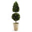 Swader Boxwood Topiary in Ceramic Pot