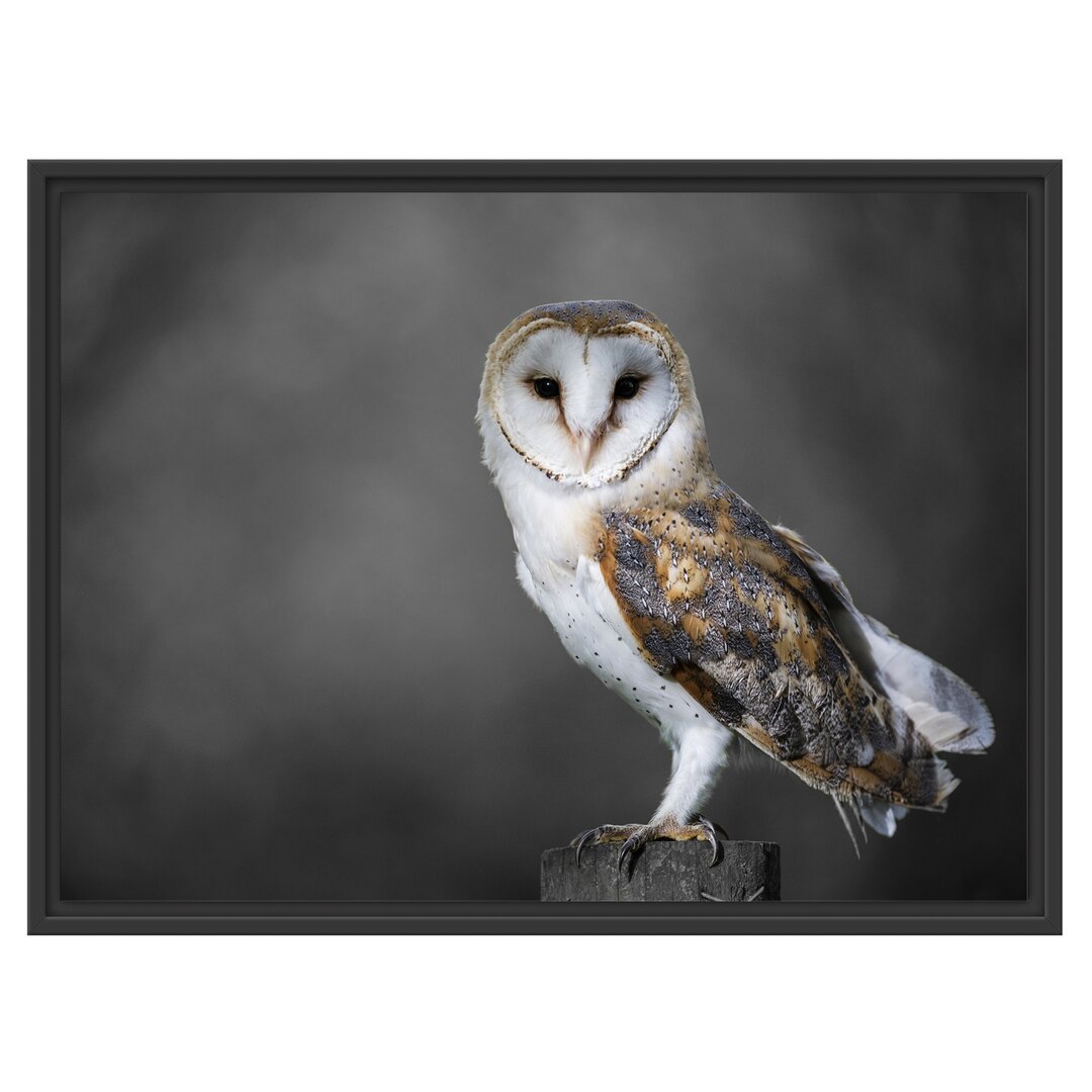 Gerahmtes Holzbild Wonderful Barn Owl