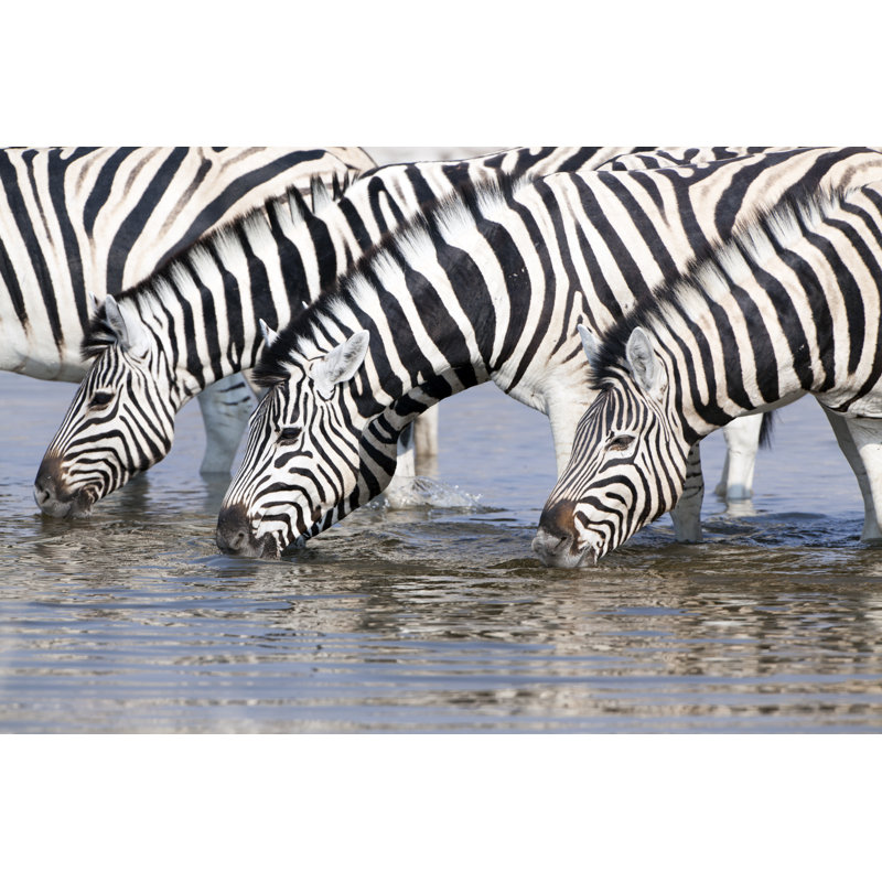 Zebras Drinking At A Waterhole by Angelika - No Frame Art Prints on Canvas, 20cm H x 30cm W