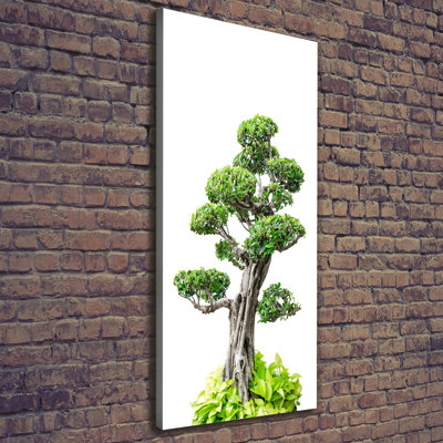 Bonsai Tree - Wrapped Canvas Print
