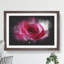 Pink Rose Flower Vol.7 - Picture Frame Graphic Art-62803973-62803975