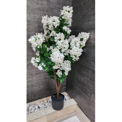 White Lilac Plant Outdoor/indoor