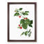 Raspberry Plant by Pierre-Joseph Redoute - Picture Frame Painting Print-55601972-55601970