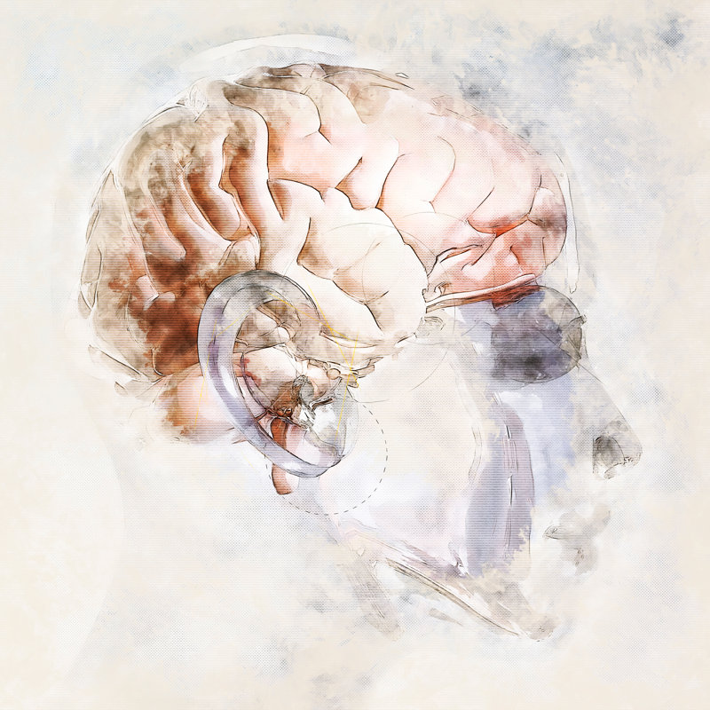 Human Brain - Wrapped Canvas Print, 30cm H x 30cm W x 3.8cm D
