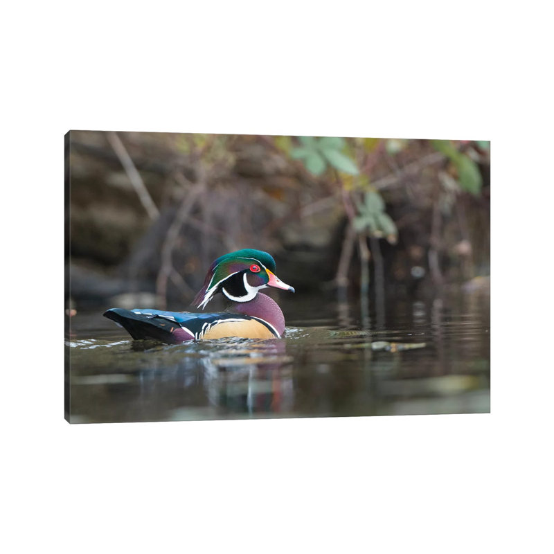 USA, Washington State. Male Wood Duck (Aix Sponsa) On A Pond In Seattle. by Gary Luhm - Wrapped Canvas Print