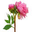 Ensemble de 3 tiges de pivoines à une seule branche 20 po-1674550951