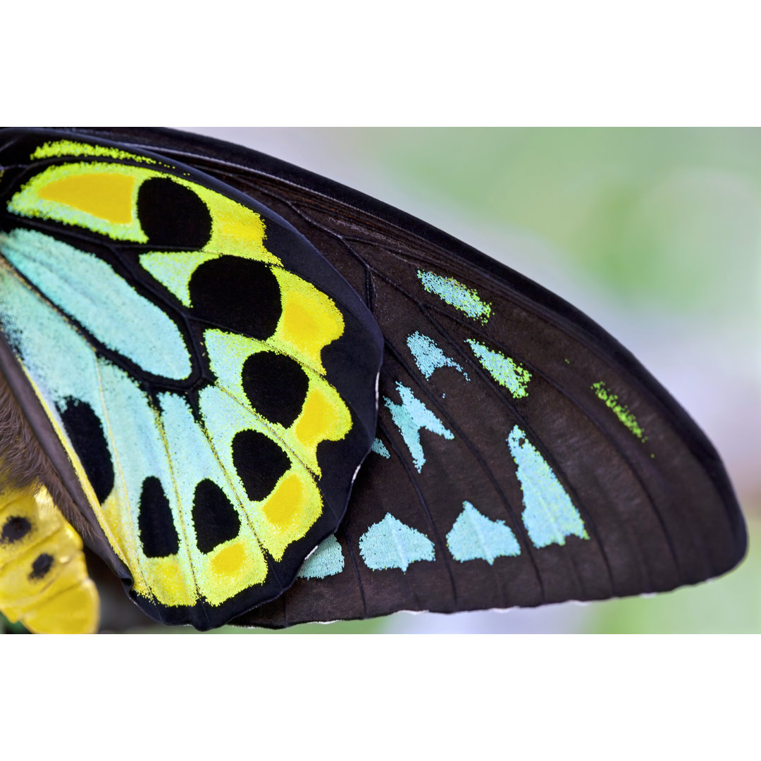 Bunte männliche Vogelschwinge Schmetterling Hintergrund (Ornithoptera Priamus) von Jodijacobson - Drucken