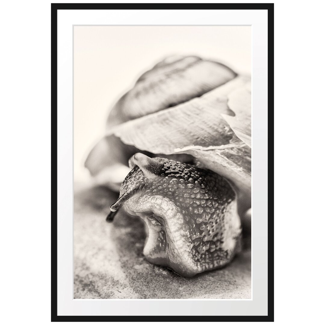 Gerahmtes Poster Schnecke mit Haus