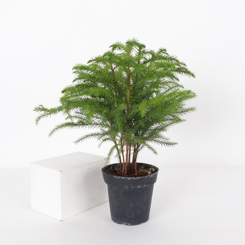 Live Norfolk Island Pine Plant
