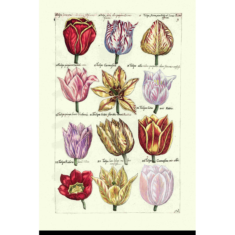 Tulipes en masse I, H 36 po x l 24 po