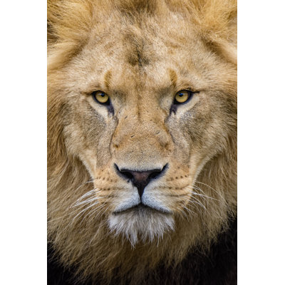 African Lion - Wrapped Canvas Print