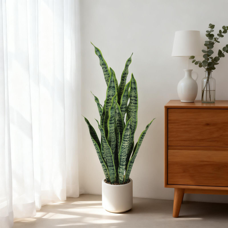 17.5cm Plant, 17.5cm H x 17cm W x 70cm D