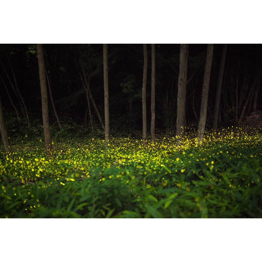 Glühwürmchen fliegen nachts durch den Wald