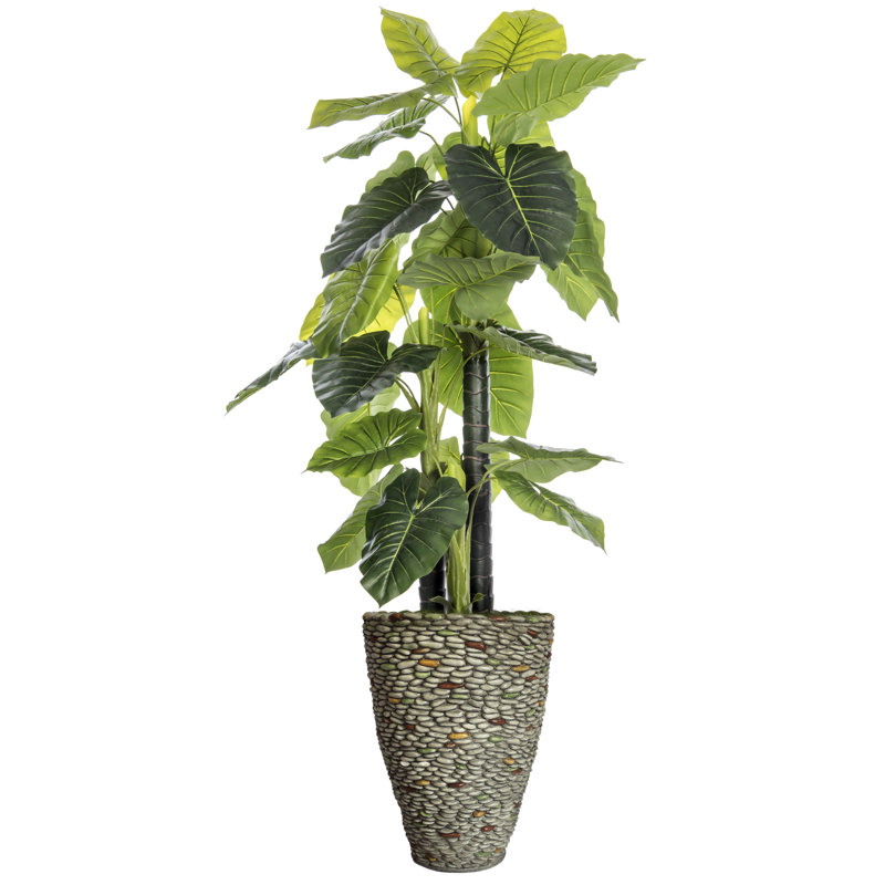 Arbre d'oreille intérieur / extérieur Panama