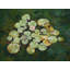 Tranquil Lily Pond Iv Print by Ruth Hayes-65780733-65780732