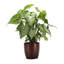 Live White Butterfly Plant in Classic Pot-114976336-49662077