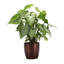 Live White Butterfly Plant in Classic Pot-49662077-114976336
