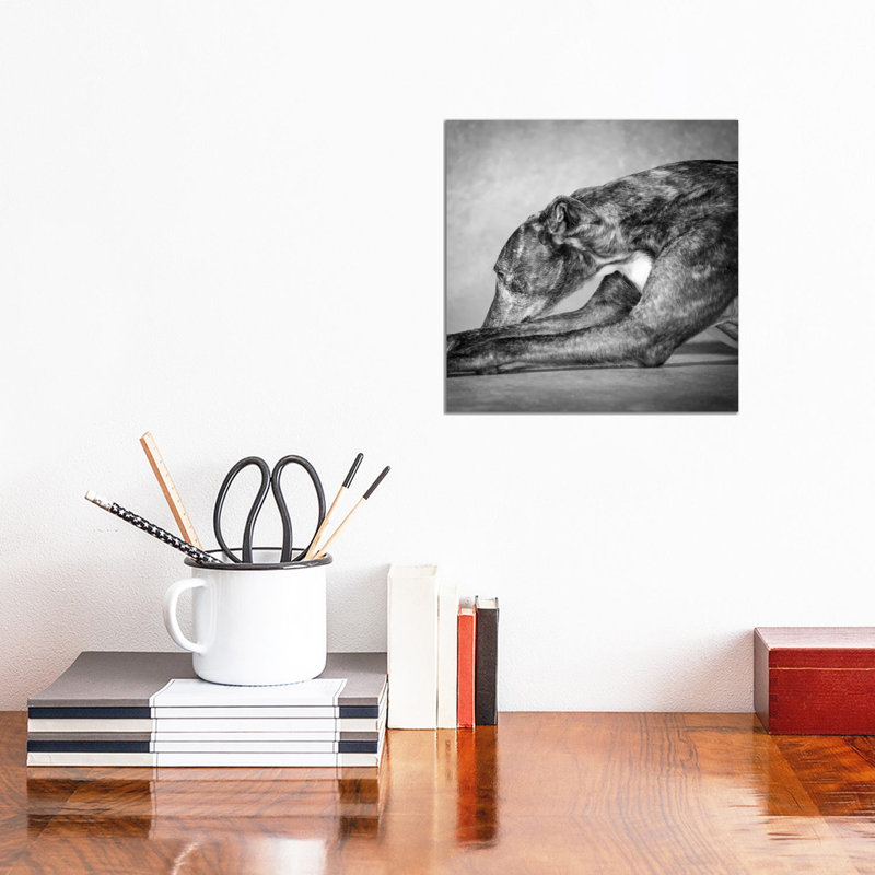 Portrait Of A Greyhound Dog - Wrapped Canvas Print, 30.48 cm H x 30.48 cm W