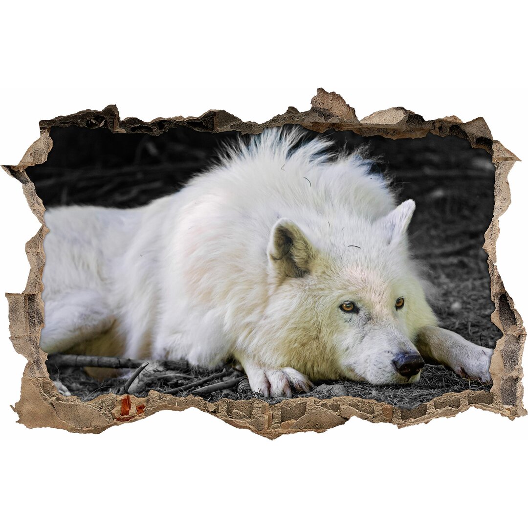 Liegender arktischer Wolf mit schönem Fell Wandsticker