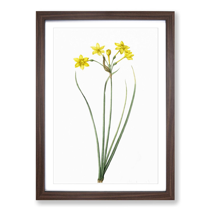 Rush Daffodil Flowers by Pierre-Joseph Redoute - Picture Frame Painting Print, Walnut Framed, 36cm H x 27cm W x 2cm D