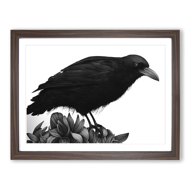 Dramatic Crow Bird - Single Picture Frame Print, Walnut Framed, 25cm H x 34cm W x 2cm D