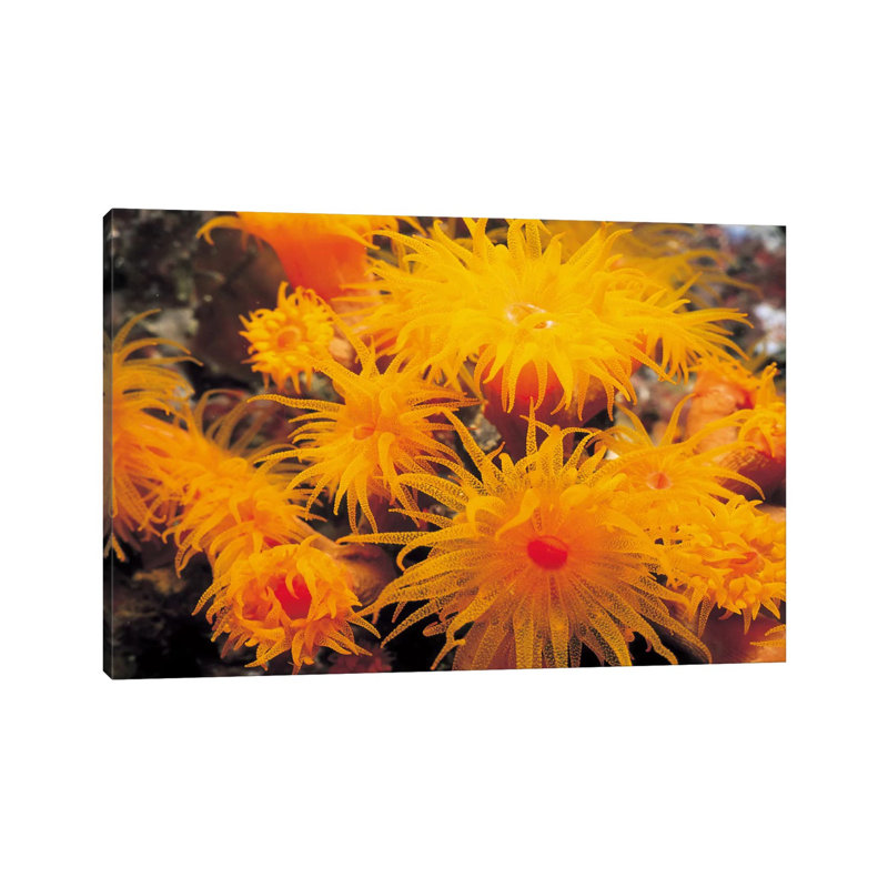 Orange Cup Coral - Wrapped Canvas Print, 20.32 cm H x 30.48 cm W