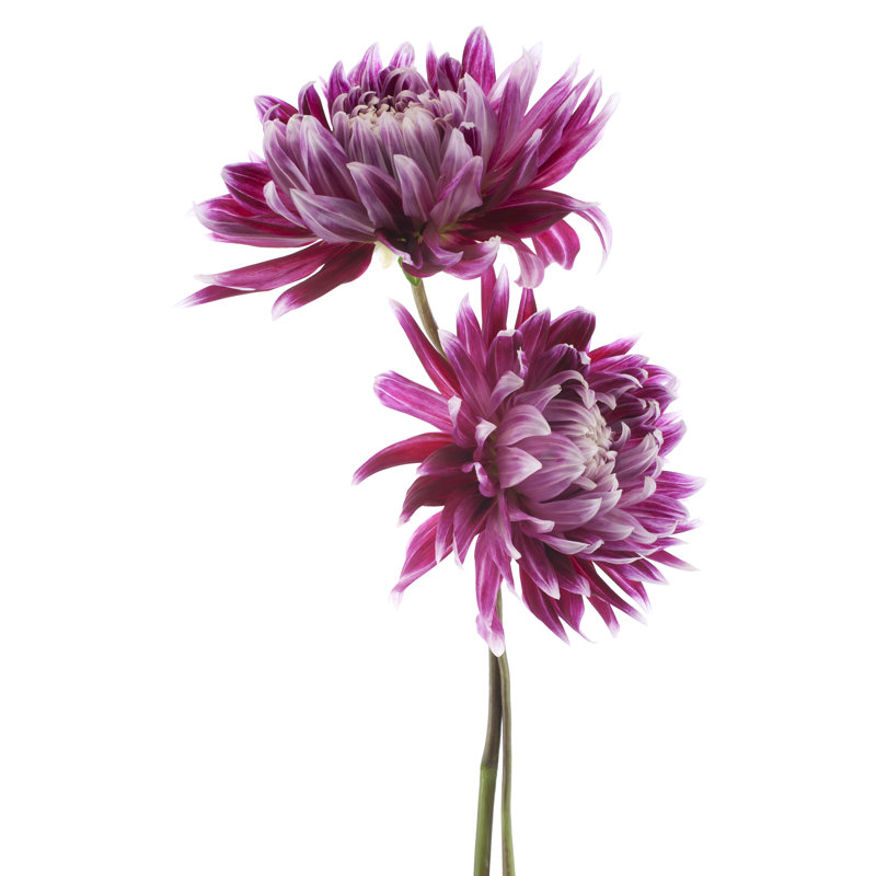 Dahlia - photographie sur toile tendue, H 18 po x l 12 po