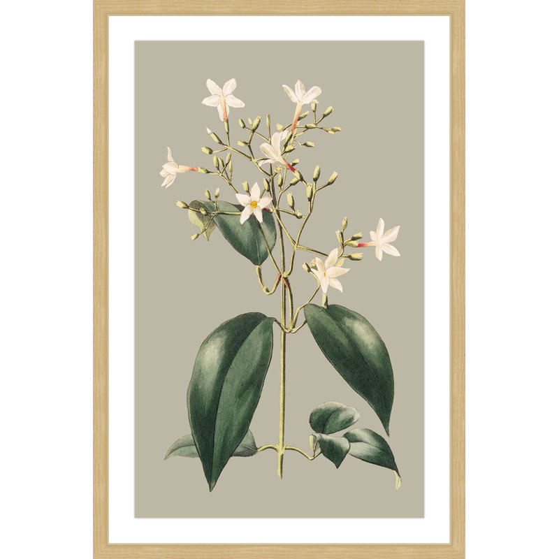 "Botanical Cabinet I" Framed Print, 30" H x 20" W x 1.5" D