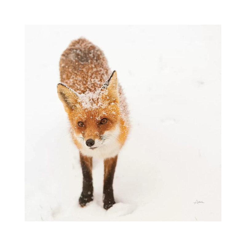 Red Fox I by Aledanda - Wrapped Canvas Print, 30.48 cm H x 30.48 cm W