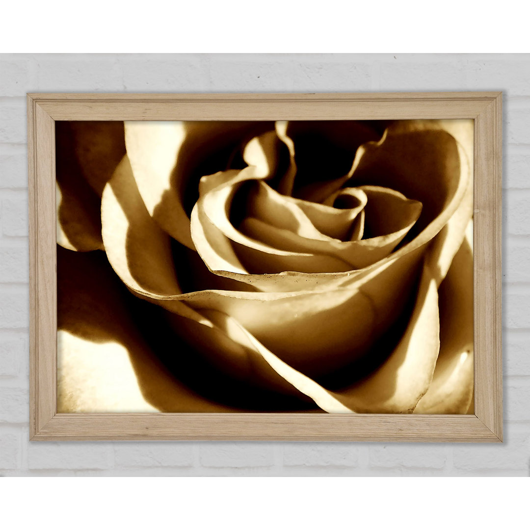 Sepia Rose - Druck