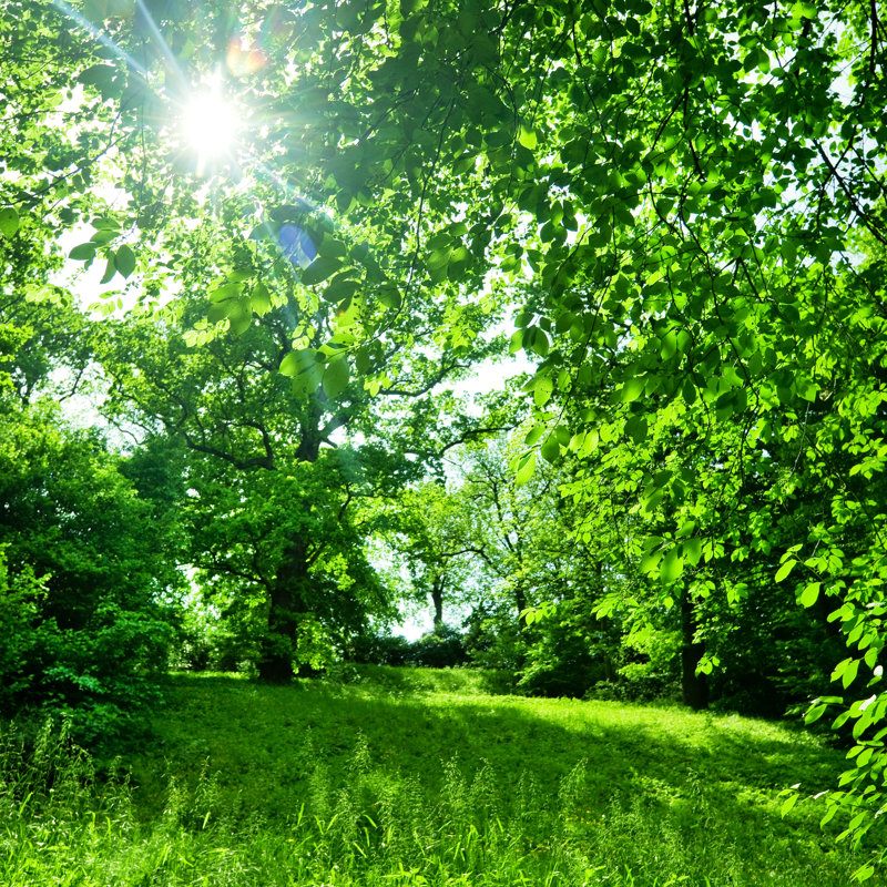 Summer Landscape by Nikada - No Frame Art Prints on Canvas, 76cm H x 76cm W