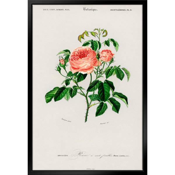 ATX Art Group LLC Cabbage Rose Framed On Canvas Print | Wayfair