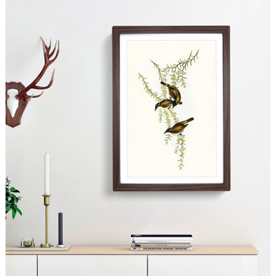 White-Throated Honeyeaters by Elizabeth Gould - Framed Print