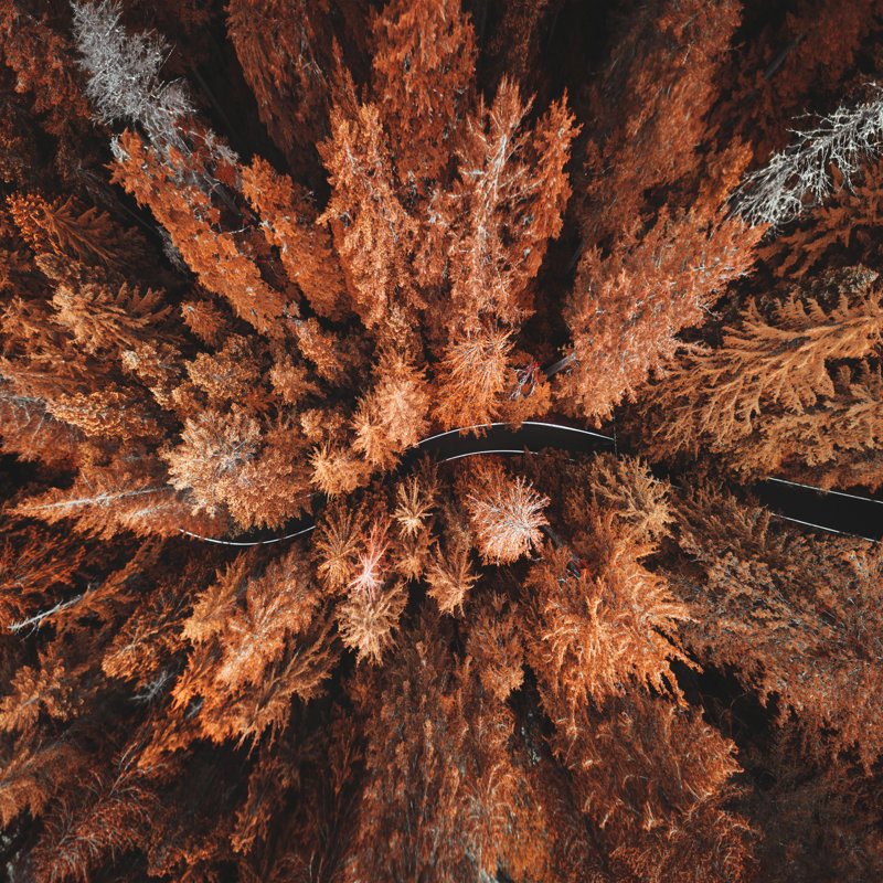Autumn Forest 1 Piece Wall Art on Canvas, 76cm H x 76cm W