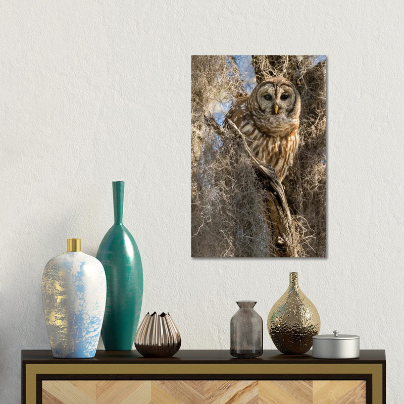 Barred Owl, Aka Hoot Owl In Tree, Florida, USA by Joe & Mary Ann McDonald - Gallery-Wrapped Canvas Giclée on Canvas