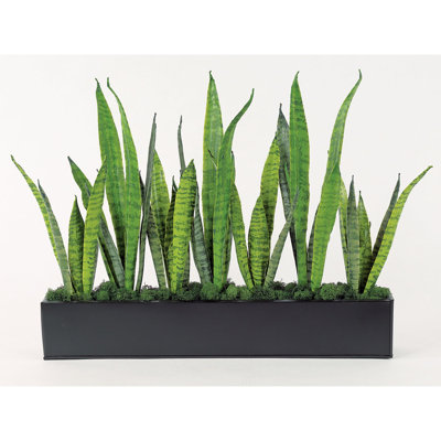 Centre de table Faux Sansevieria
